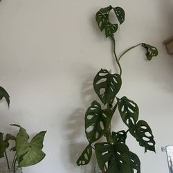 Swiss Cheese House Plant 