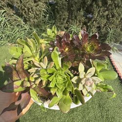 Beautiful Plants 🪴 