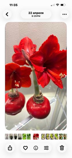 Bundle of 5  bulbs of Amaryllis - one price