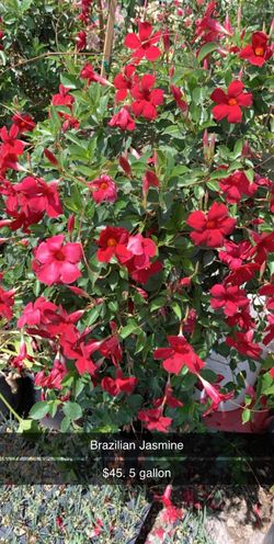 Brazilian jasmine