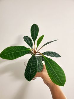 Euphorbia leuconeura
