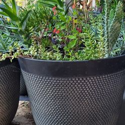 Extra Large Succulent/ Cacti Planters