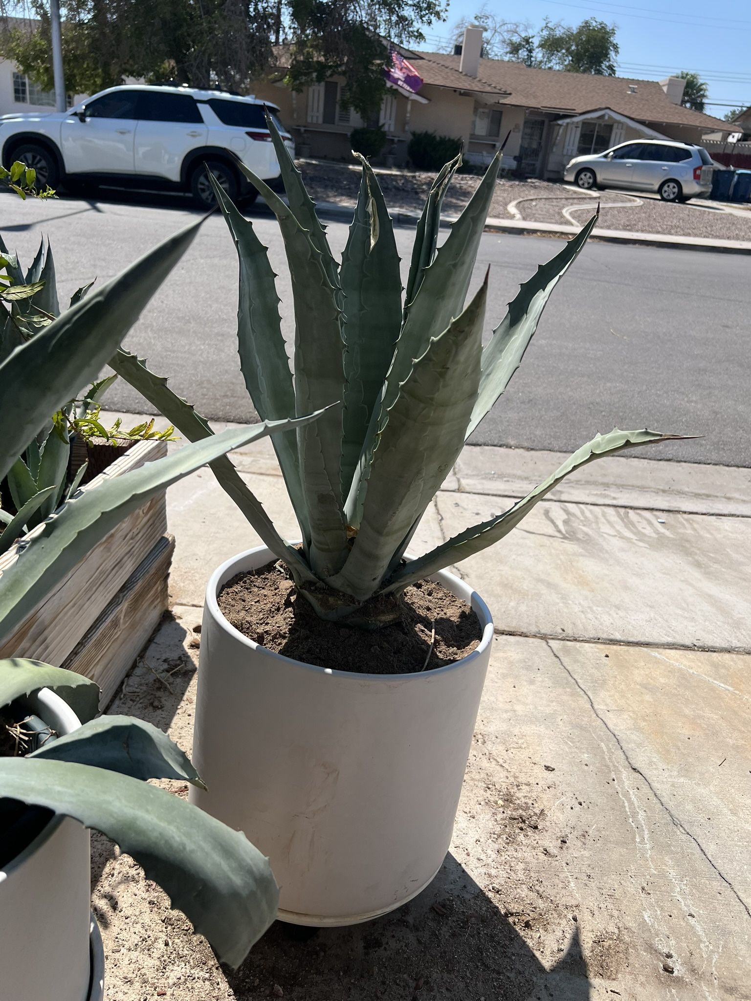 Large Agave Plant With Planter
