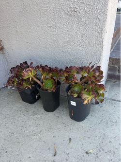 Aeonium Arboreum Atropurpureum Live Plant