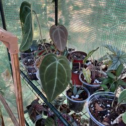 Anthurium Forgetii 