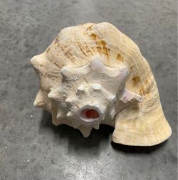 Conch Shells Medium and Large Available