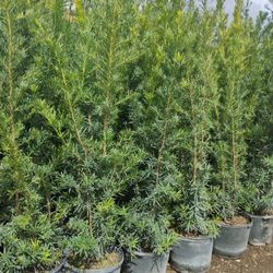 Maki Podocarpus Overgrown 6-7' Ft $26