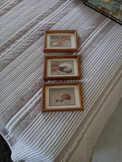 Photographic  Shell Pictures 15 For All