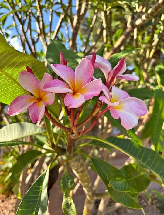 Pink/ Multicolor Plumeria 5g Pot