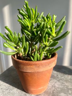 Potted Succulent Plant
