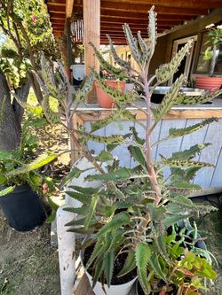 Mother of thousand’s plant