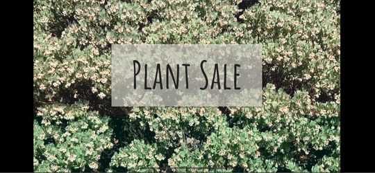 CA Native Plants  For Sale
