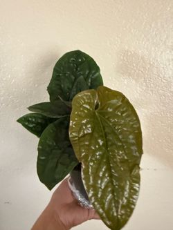 anthurium luxurians
