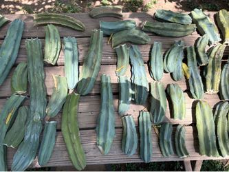 Fresh cactus cuttings