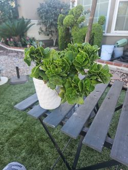 Florist Kalanchoe In White Ceramic Vase