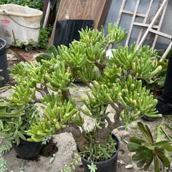 Gollum Jade Plant, Succulents 