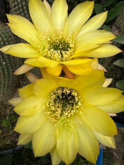 Cactus