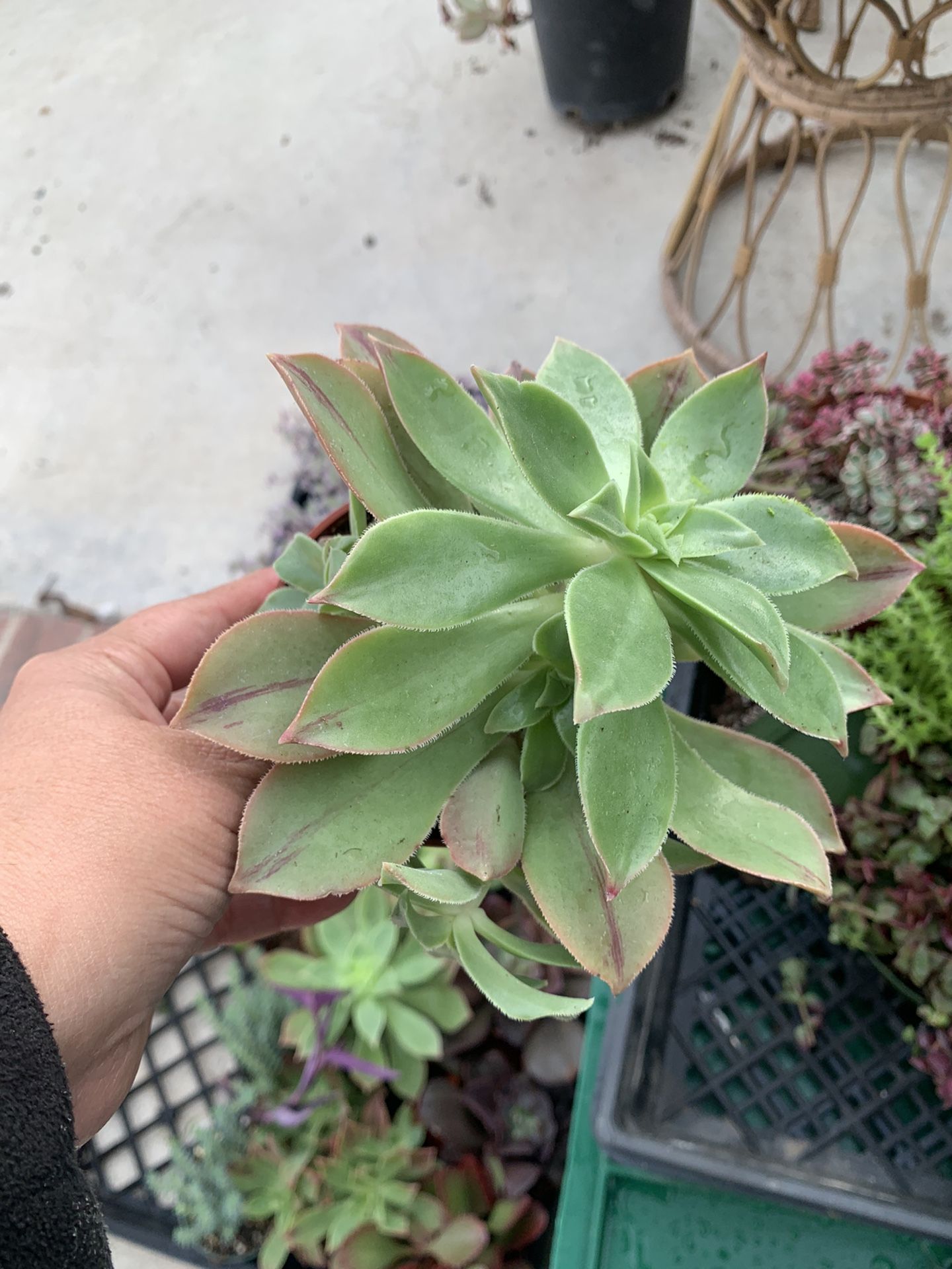 Suculents Plants
