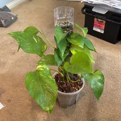 Golden Pothos Large Leaves 