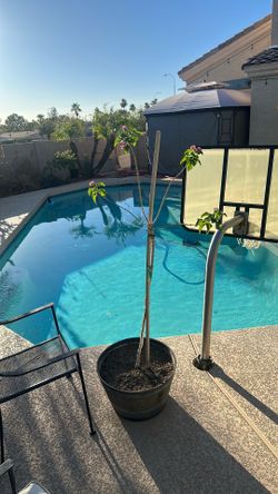 Pink 4 branch lantana tree