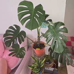 $10 a piece - Plant Sale