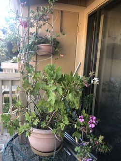 Red and purple geranium and spider plant