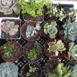 Succulents 