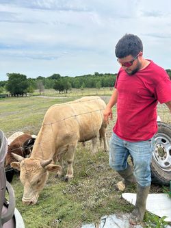 Zuiso con charoláis
