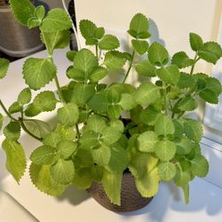 Mexican Mint/Cuban Oregano/Spanish Thyme/Indian Borage Plant