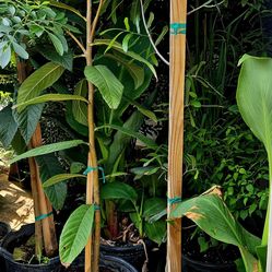 Trees & plants for sale-Arboles y plantas (List on descriptions)(Lista en la description)