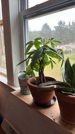 Live plant money tree brings good luck in fortune
