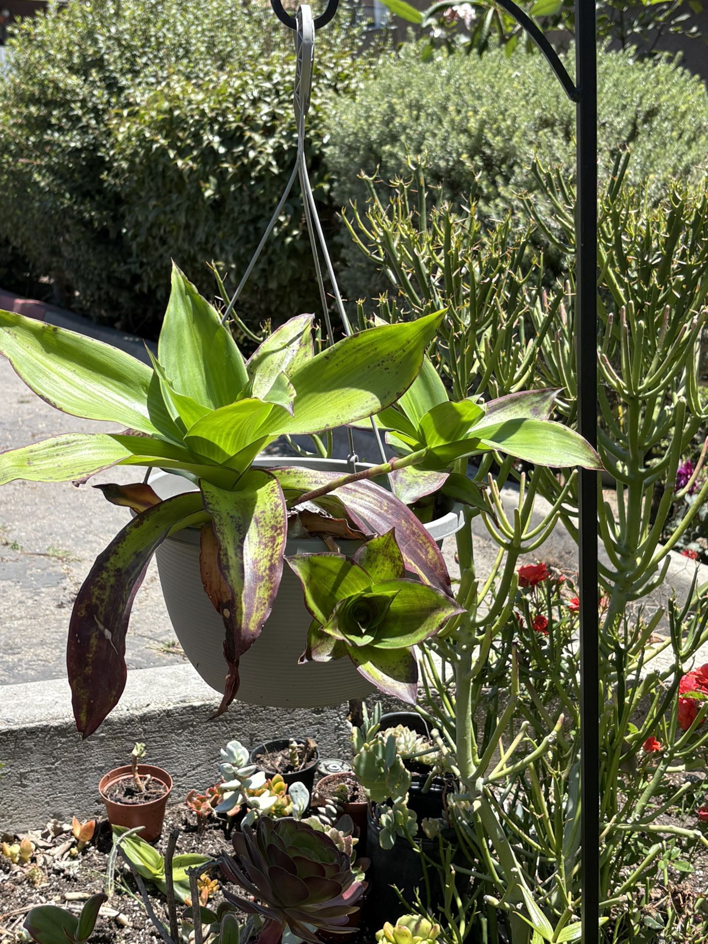 Beautiful plant 💚callisia fragrans💖
