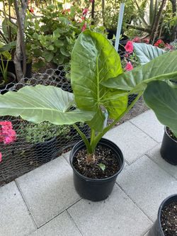 Alocasia/Elephant ear plant