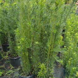 Podocarpus only $18 instant privacy hedge for fence