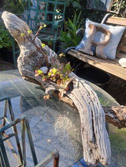 Driftwood Succulent Garden