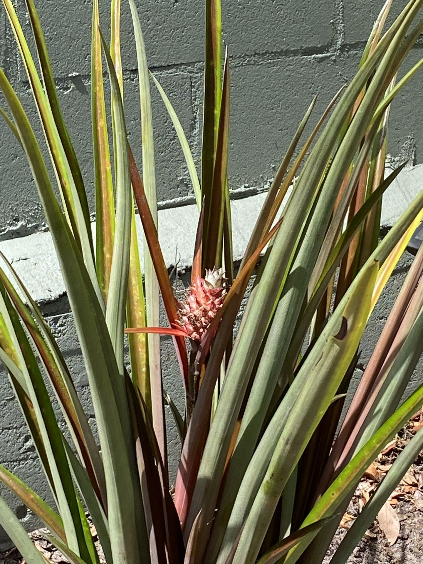 Ornamental Pink Pineapples for Sale in Brandon, FL OfferUp