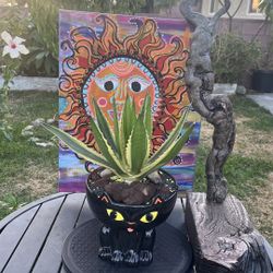 Very Healthy Quadricolor Agave Plant In Cute Holloween Vase 
