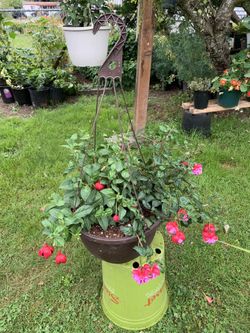 Outdoor Plant