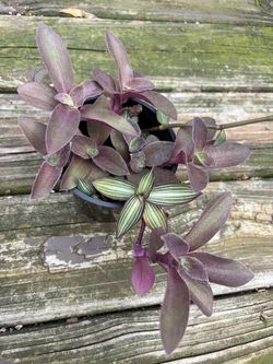 Tradescantia Pale Puma and Callisia Gentlei Variegated Elegans Wandering Striped Inch house plant
