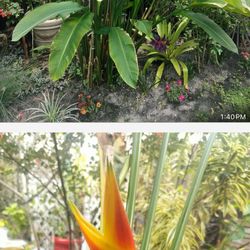 Beautiful tropical outdoor plants