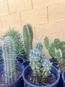 More Beautiful Cacti !!!!