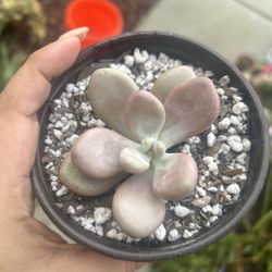 Grapto Moonstone 