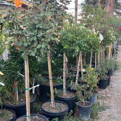 Rose Trees 