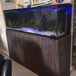 Saltwater Tank With Fish And All 