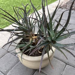 'Blue Elf' Aloe in Ceramic Beige Pot