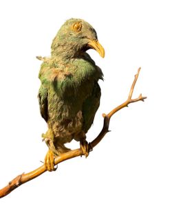 Vintage Taxidermy Bird