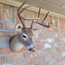 Whitetail Buck Mount