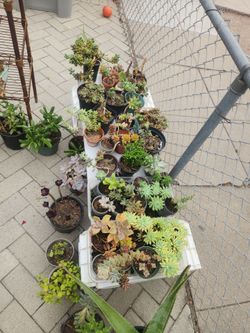 PLANTS