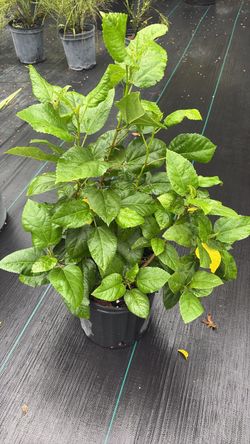 Hibiscus Bush - 3 Gallons