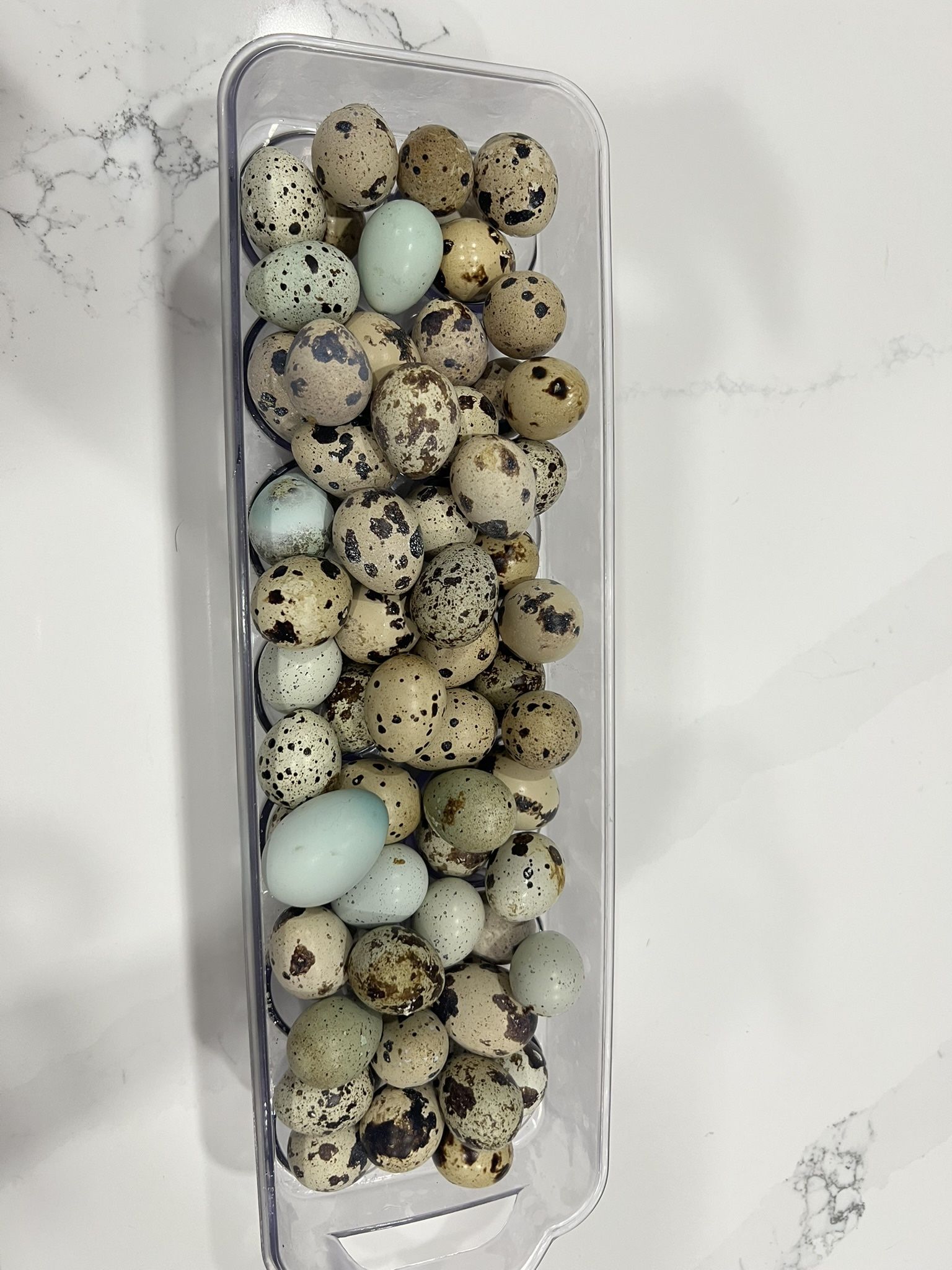 $5 Dozen Of Fresh Quail Eggs